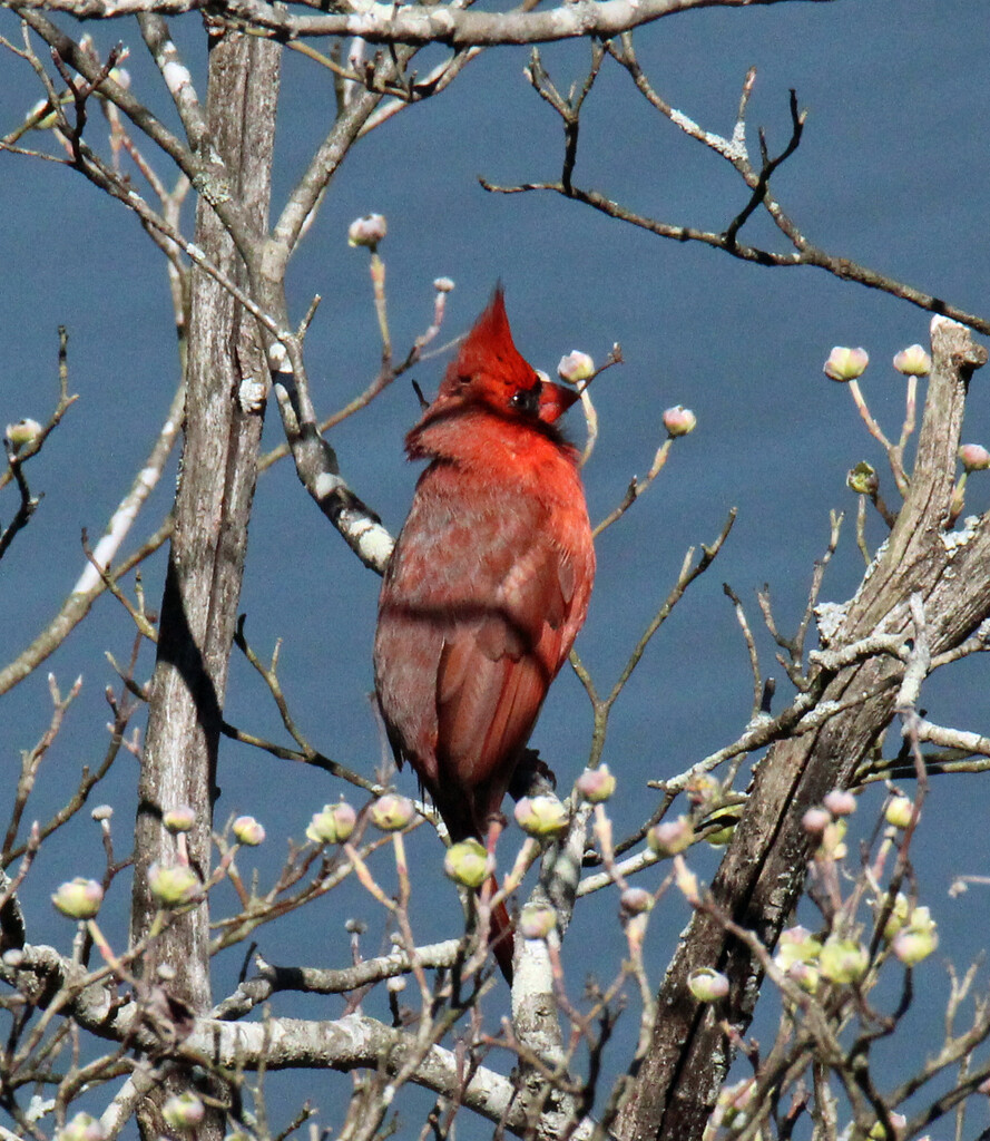 Mar 14 Cardinal Side and Eyes IMG_2264 by georgegailmcdowellcom