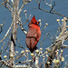 Mar 14 Cardinal Side and Eyes IMG_2264 by georgegailmcdowellcom