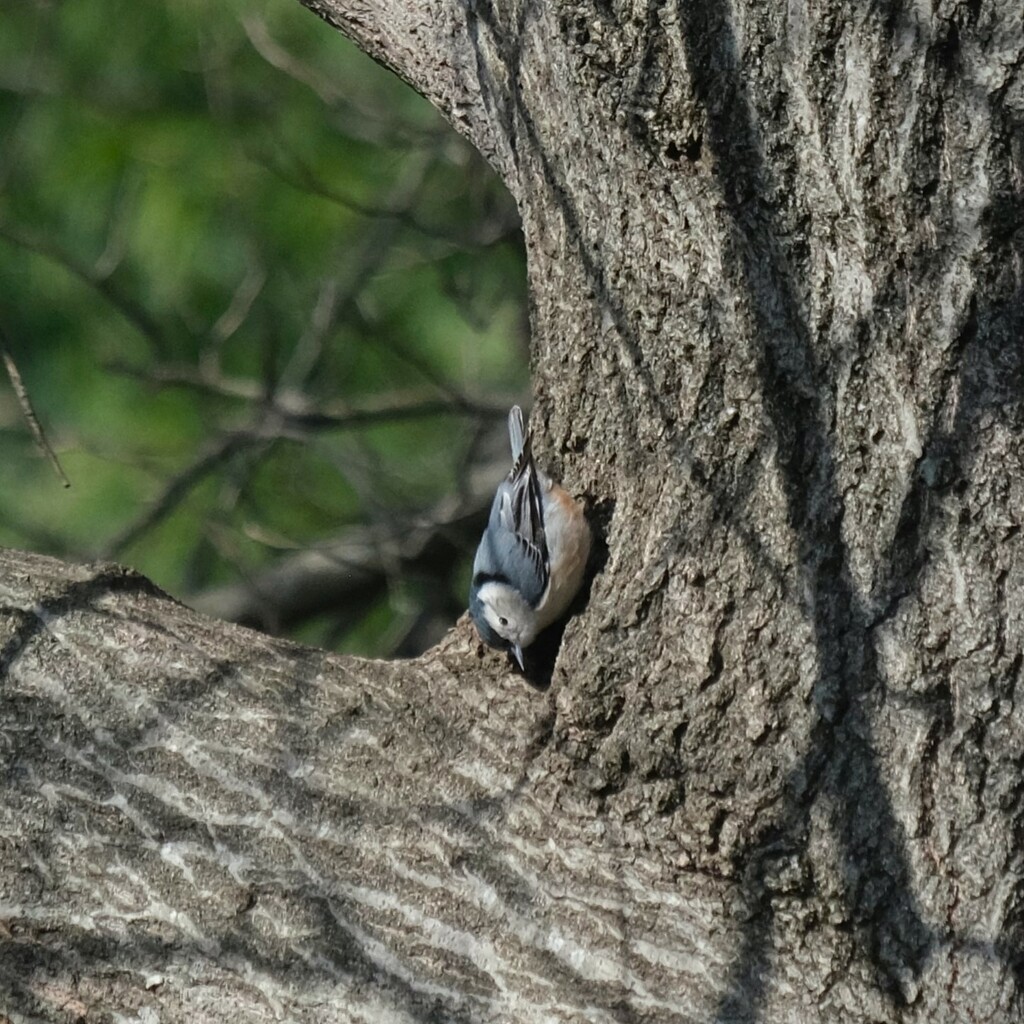 White Breasted Nuthatch by lsquared