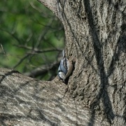 18th Mar 2023 - White Breasted Nuthatch