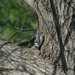 White Breasted Nuthatch