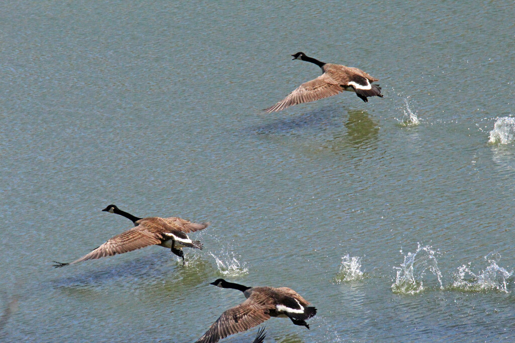 Mar 15 Canadians On The Run IMG_2295 by georgegailmcdowellcom