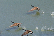 15th Mar 2023 - Mar 15 Canadians On The Run IMG_2295