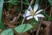 18th Mar 2023 - White flower...
