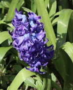 18th Mar 2023 - Hyacinth 