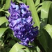 Hyacinth  by jeremyccc