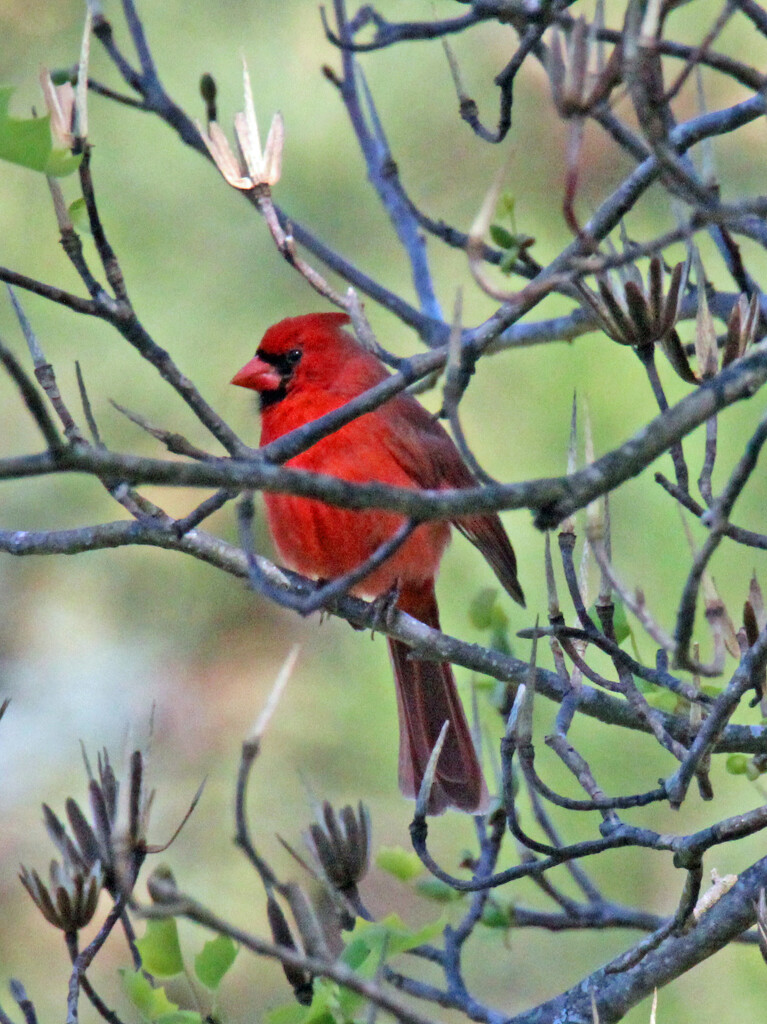 Mar 16 Cardinal Behind Branches IMG_2355AA by georgegailmcdowellcom