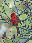 16th Mar 2023 - Mar 16 Cardinal Behind Branches IMG_2355AA