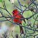 Mar 16 Cardinal Behind Branches IMG_2355AA by georgegailmcdowellcom