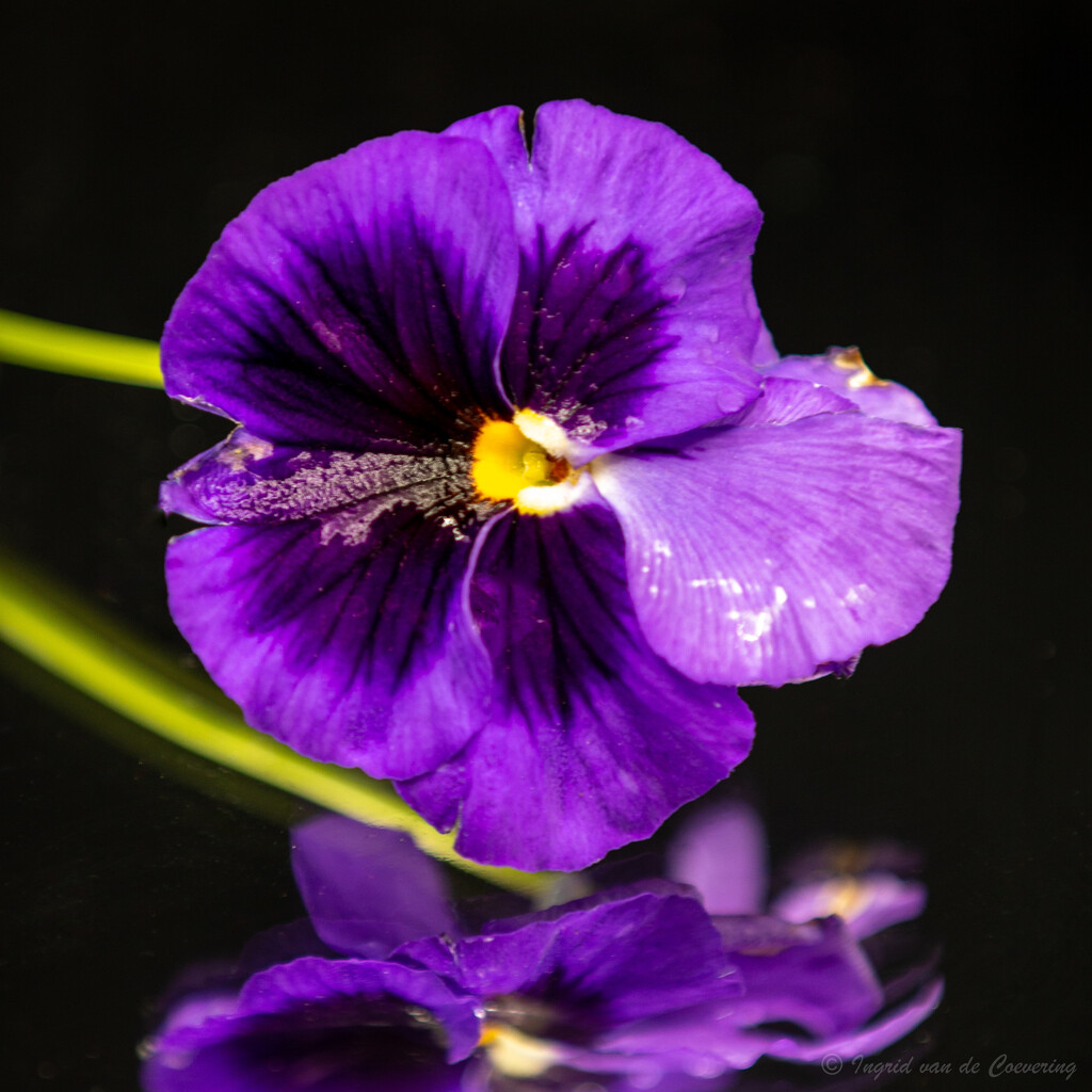 Purple pansy by ingrid01