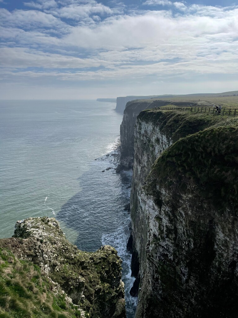Bempton Cliffs by 365projectmaxine