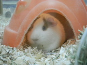 18th Mar 2023 - Guinea Pig at Pet Store