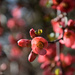 Chaenomeles japonica