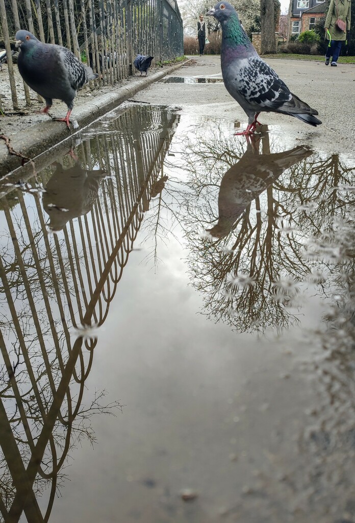Pigeon in the puddle  by boxplayer