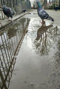 18th Mar 2023 - Pigeon in the puddle 