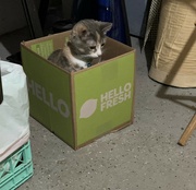 18th Mar 2023 - Cat in a Box