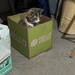Cat in a Box by pej76