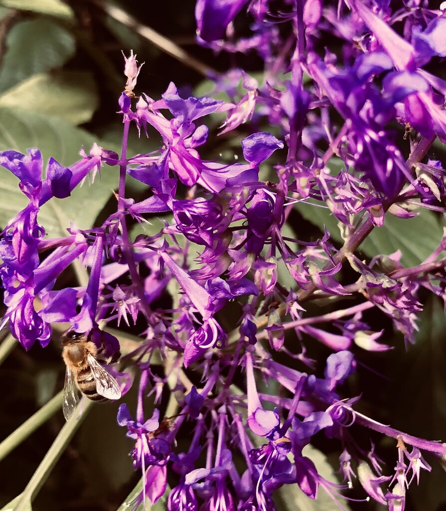 Sunlit purple flowers and a bee  by brigette