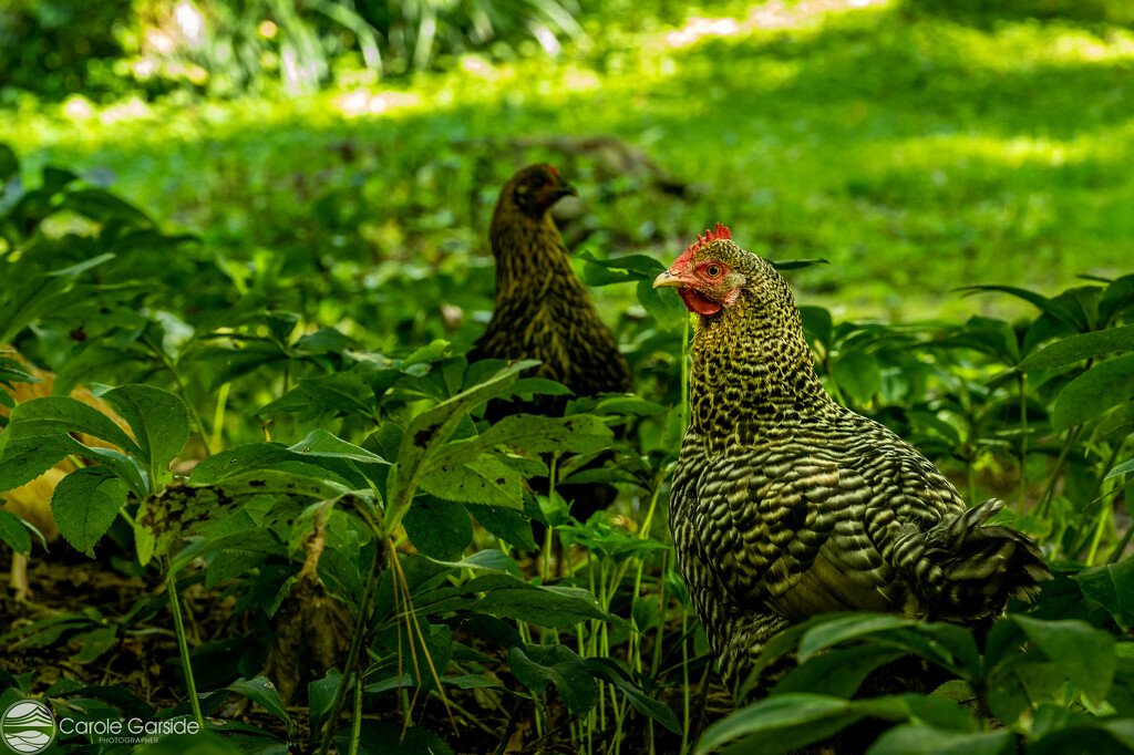 Chickens in the undergrowth by yorkshirekiwi