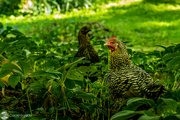 18th Mar 2023 - Chickens in the undergrowth