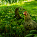 Chickens in the undergrowth