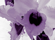 18th Mar 2023 - Purple Orchid...