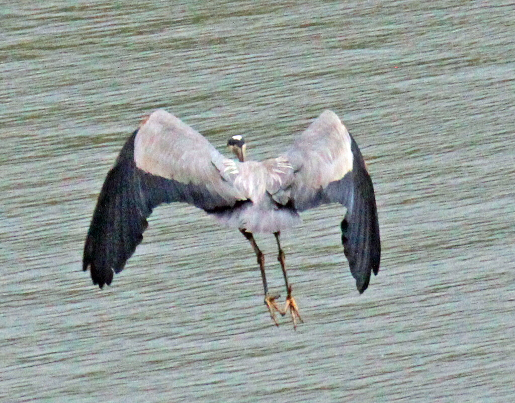 Mar 17 Blue Heron Flying Feather Detail IMG_2385A by georgegailmcdowellcom