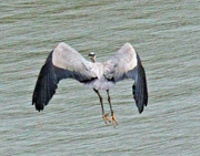 17th Mar 2023 - Mar 17 Blue Heron Flying Feather Detail IMG_2385A