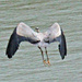 Mar 17 Blue Heron Flying Feather Detail IMG_2385A by georgegailmcdowellcom