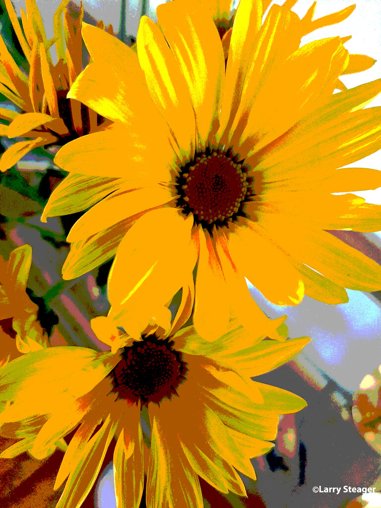 Yellow daisy artistic posterize filter by larrysphotos