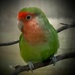 Lovebird by digitalrn