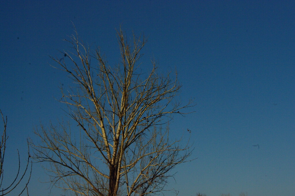 Tree near sundown by clemm17