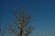 18th Mar 2023 - Tree near sundown