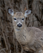 18th Mar 2023 - Deer Portrait