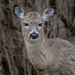 Deer Portrait by bluemoon