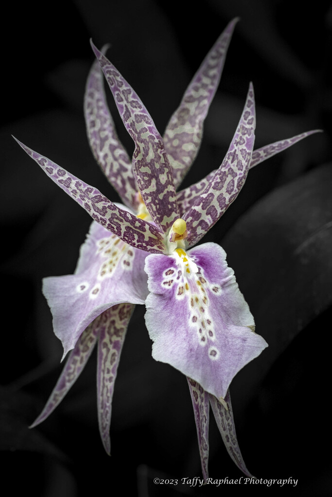 Pair of Orchids by taffy