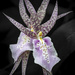 Pair of Orchids by taffy