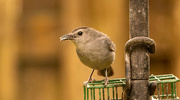 18th Mar 2023 - The Grey Catbird Came Back Today!