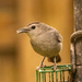 The Grey Catbird Came Back Today!