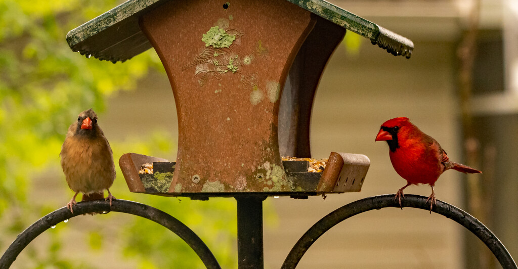 Mr and Mrs Cardinal Getting a Bite During the Rain! by rickster549