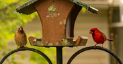 18th Mar 2023 - Mr and Mrs Cardinal Getting a Bite During the Rain!