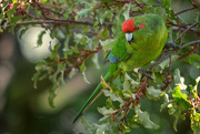 19th Mar 2023 - Red Crowned Kakariki