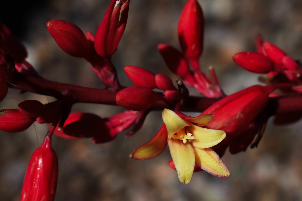 Red yucca maybe by sandlily