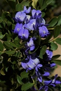 17th Mar 2023 - Blue flowers