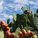 076 - Prickly Pear