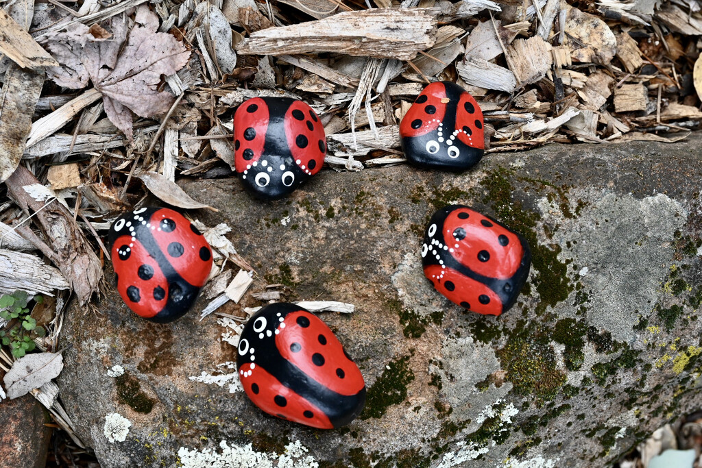 New Breed of Ladybugs by ososki