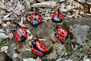 18th Mar 2023 - New Breed of Ladybugs