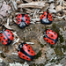 New Breed of Ladybugs