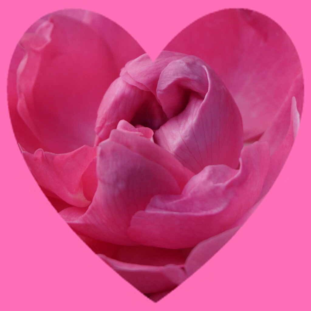 pink rose by quietpurplehaze