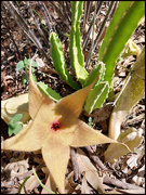 18th Mar 2023 - Stapelia gigantea  flowering